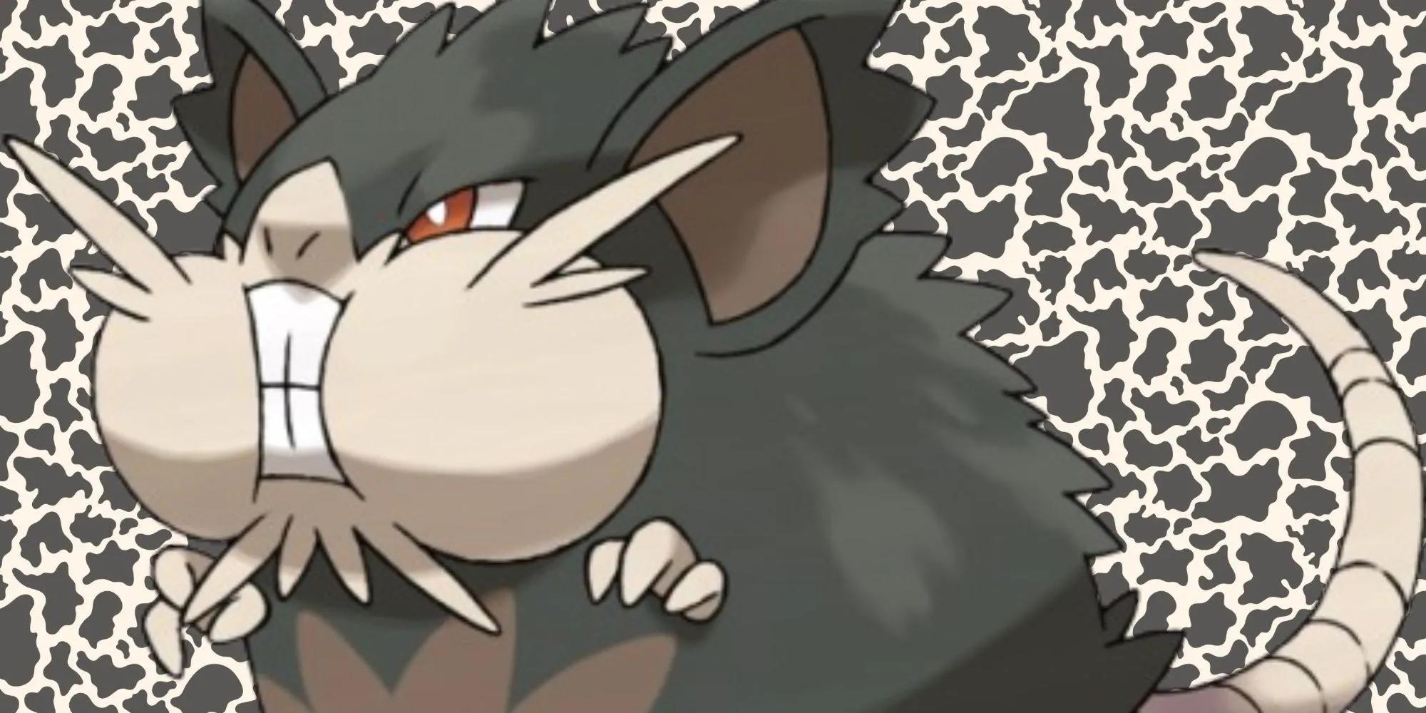 Hình ảnh Alolan Raticate với đôi má phúng phính và vẻ ngoài dữ dằn hơn
