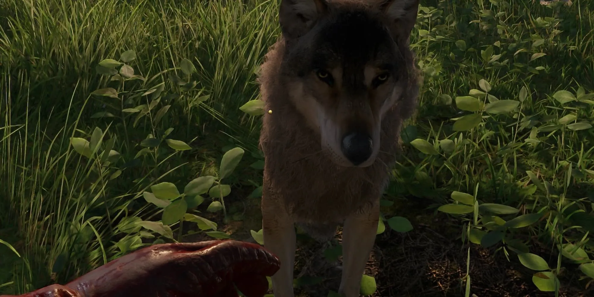 Mod Harmless Dogs cho Kingdom Come Deliverance 2 của tác giả dankjoejo trên Nexus Mods giúp chó trở nên thân thiện